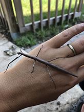 northern walkingstick