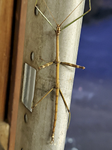 northern walkingstick