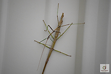 northern walkingstick