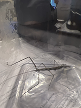 northern walkingstick