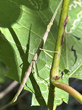 northern walkingstick