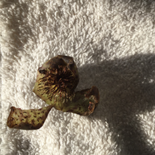 oak gall wasp (Amphibolips cookii)