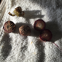 oak gall wasp (Amphibolips cookii)