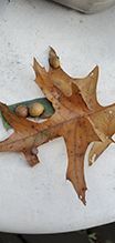 oak leaf gall midge