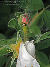 oblique-banded leafroller moth