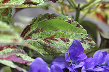 oblong-winged katydid
