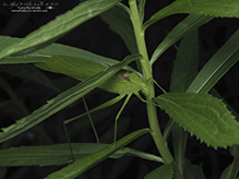 oblong-winged katydid
