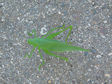 oblong-winged katydid