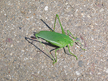 oblong-winged katydid