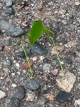 oblong-winged katydid