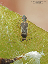 obscure plant bug