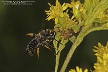 orange-legged furrow bee