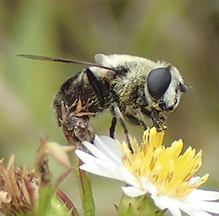 orange-spotted drone fly