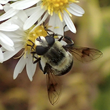 orange-spotted drone fly