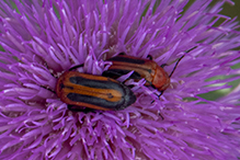 orange blister beetle