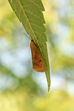 orange virbia moth
