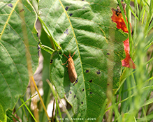 orange virbia moth on western poison ivy