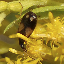 ornate harp ground beetle