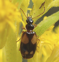 ornate harp ground beetle