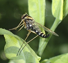 ornate snipe fly
