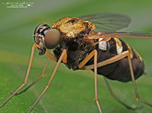 ornate snipe fly