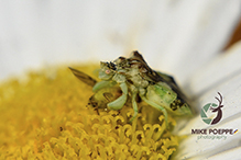 Pennsylvania ambush bug