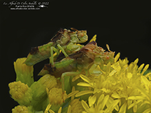 Pennsylvania ambush bug