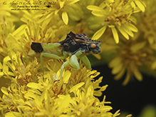 Pennsylvania ambush bug