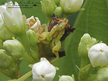 Pennsylvania ambush bug