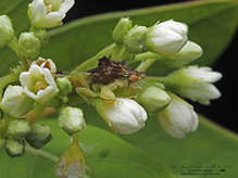 Pennsylvania ambush bug