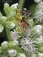 Pennsylvania ambush bug