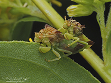 Pennsylvania ambush bug