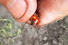 Pennsylvania dingy ground beetle