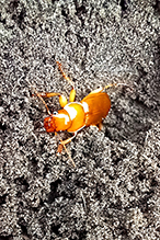 Pennsylvania dingy ground beetle