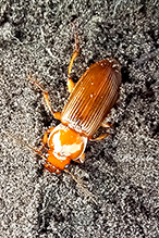 Pennsylvania dingy ground beetle