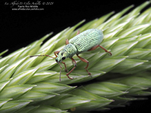 pale green weevil