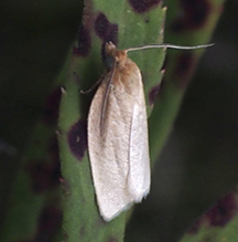 pallid leafroller moth