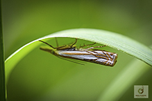 pasture grass-veneer