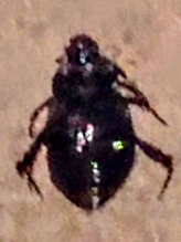 peanut burrowing bug