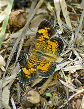 pearl crescent