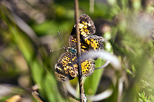 pearl crescent