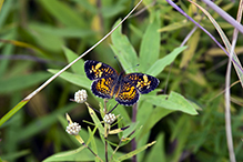 pearl crescent