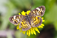 pearl crescent