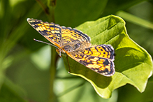 pearl crescent