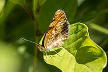 pearl crescent