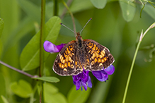 pearl crescent