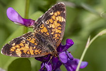 pearl crescent