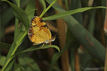 pearl crescent