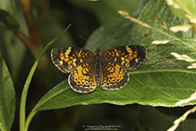 pearl crescent