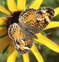 pearl crescent